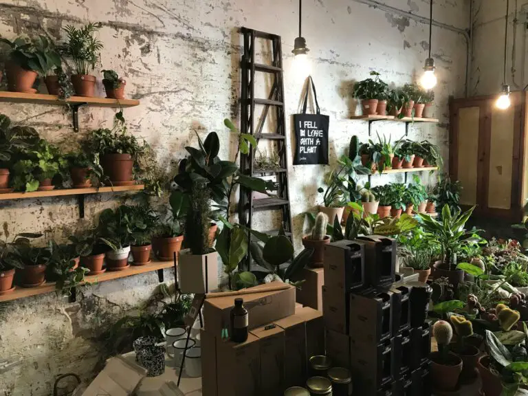 Propagating senecio succulent on a brown wooden shelf