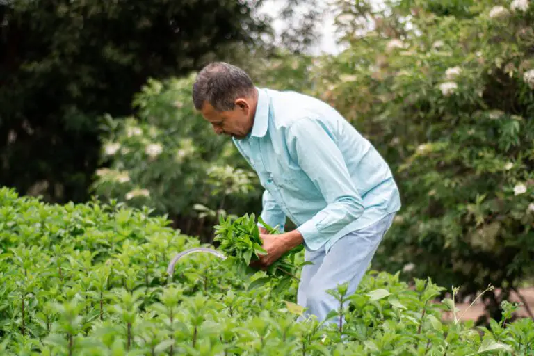 Pruning Senecio Haworthii - Man in Green Dress Shirt Harvesting Fresh Leaves of Succulent Plants