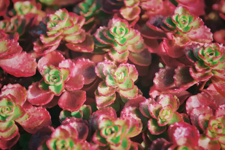 Purple and Green Succulent Plant known as Sedum acre