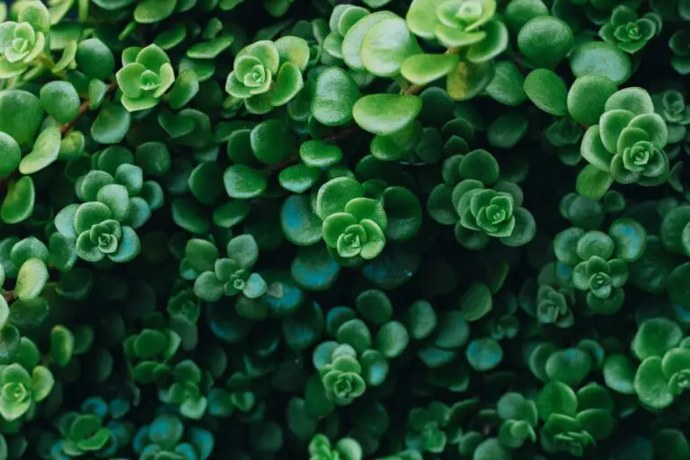 Sedum Adolphi in natural sunlight