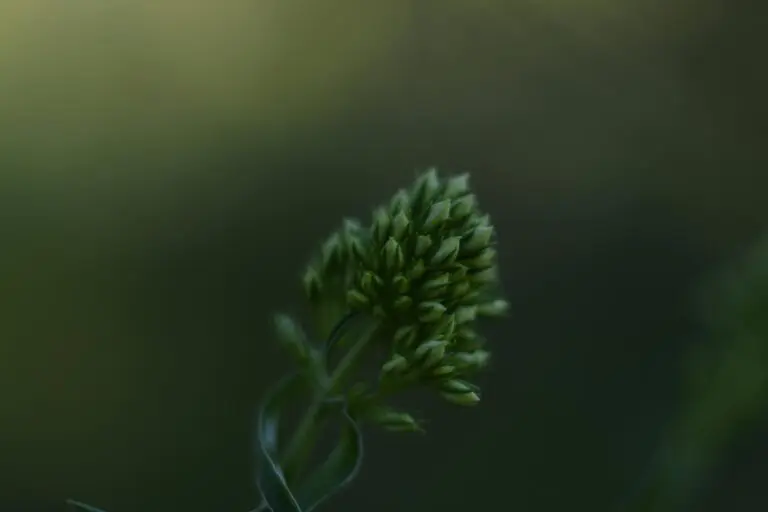 Sedum Angelina in close-up, showcasing its vibrant succulent features