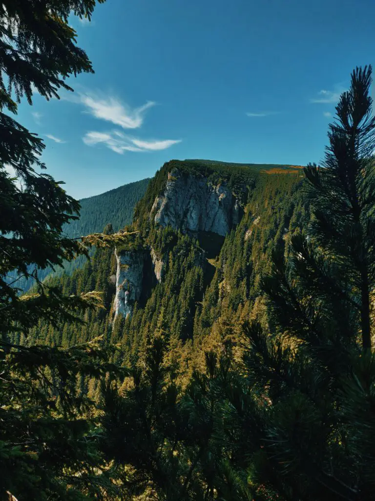 Sedum Blue Spruce enhancing a scenic view of a mountain during daytime