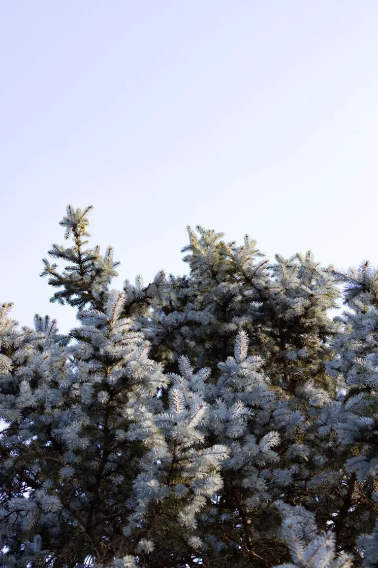 Sedum Blue Spruce flourishing under clear blue sky