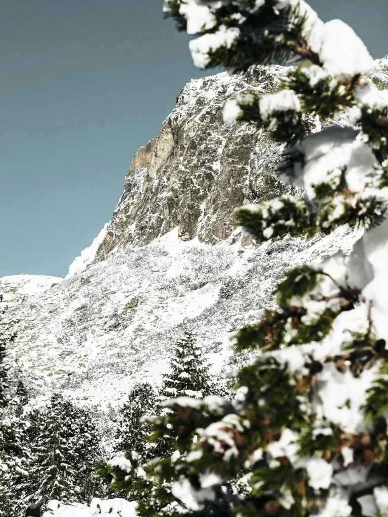 Sedum Blue Spruce growing near a snowy mountain slope