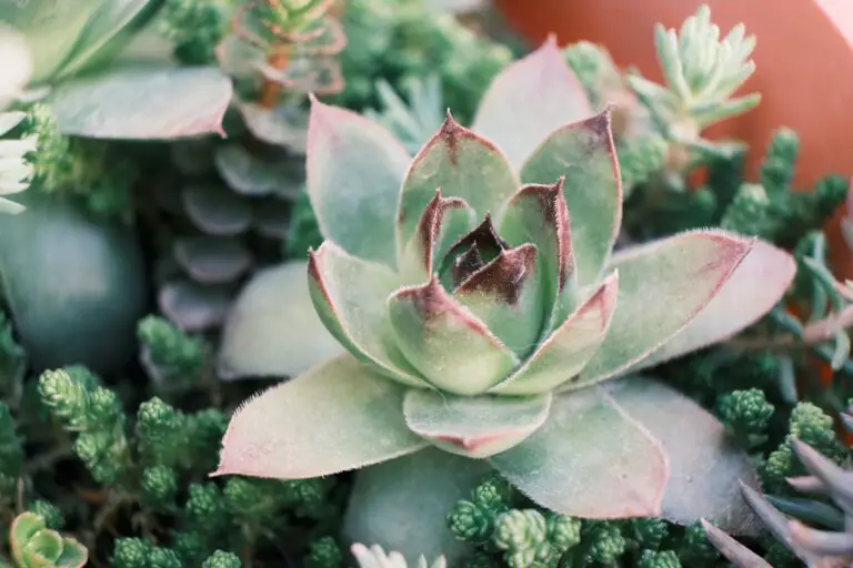 Sedum Creeping: Stonecrop succulent with hairy leaves