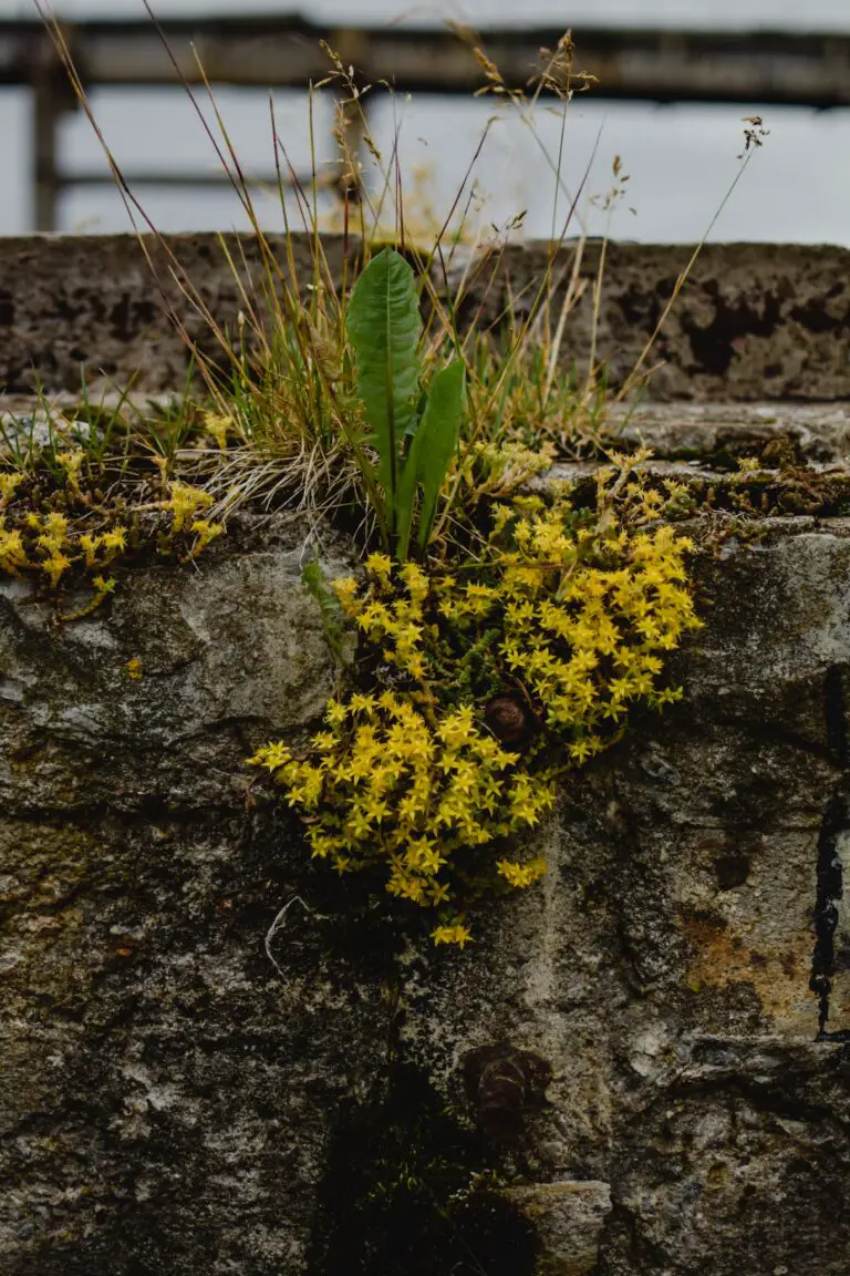 Sedum Dazzleberry attracting pollinators in a vibrant garden ecosystem