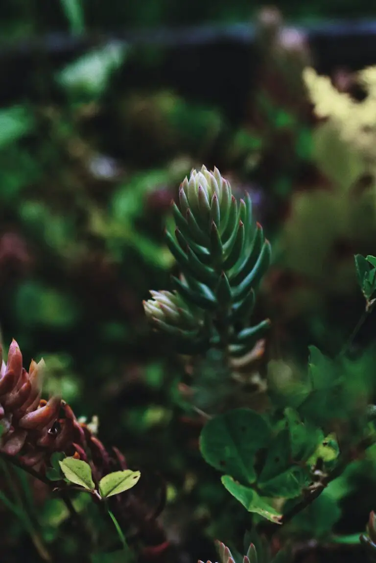 Sedum Nussbaumerianum, Fresh green Sedum reflexum succulent plant in garden