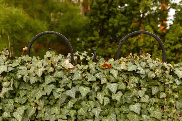 Sedum creeping plant covering the ground with lush foliage