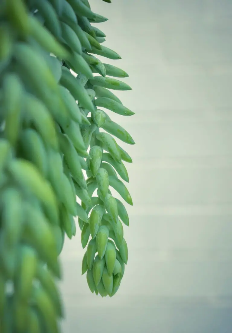 Sedum morganianum, also known as Burro's Tail, in a white background setting