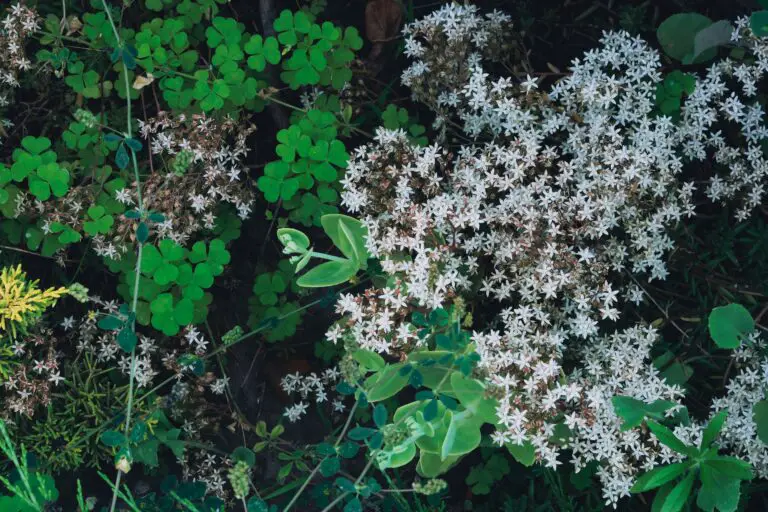 Sedum telephium, White Flowers With Green Leaves