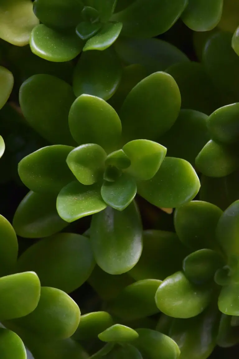 Sedum telephium, a Close-Up Photograph of a Succulent Plant with Green Leaves