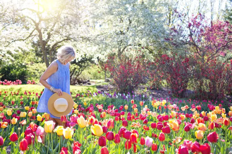 Sedum varieties with a Woman Walking on Bed of Tulip Flowers