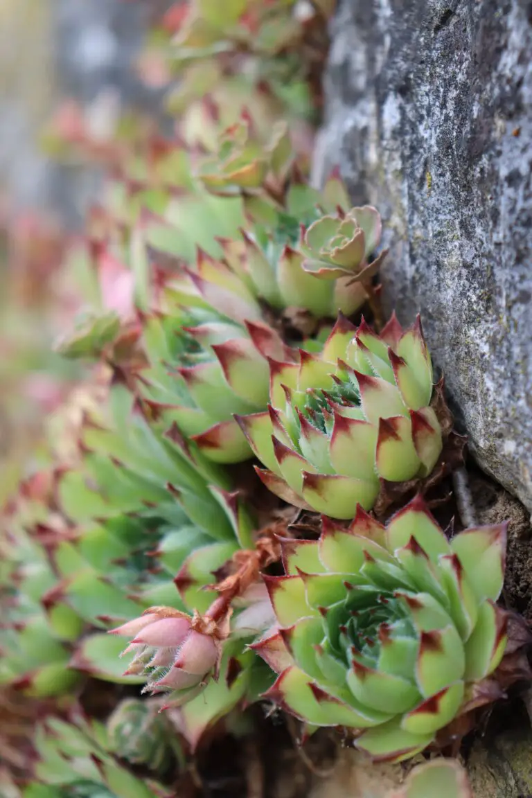 Sempervivum Calcareum: Succulents Growing in Nature