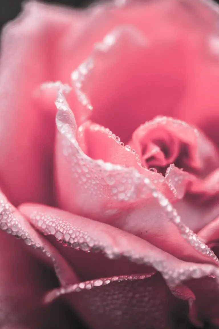 Sempervivum Jade Rose in Closeup Photography