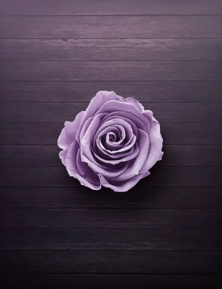 Sempervivum Jade Rose on Wooden Surface