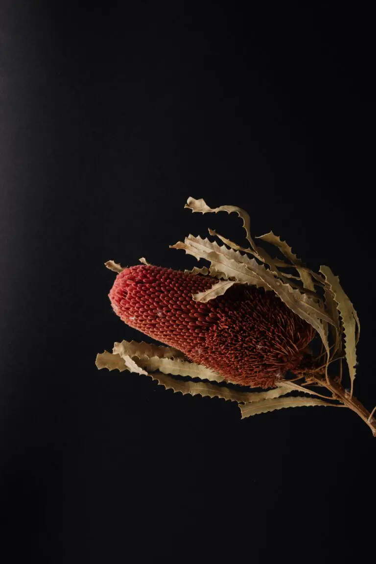 Sempervivum Red Beauty: Amazing red flower of exotic banksia plant on black surface