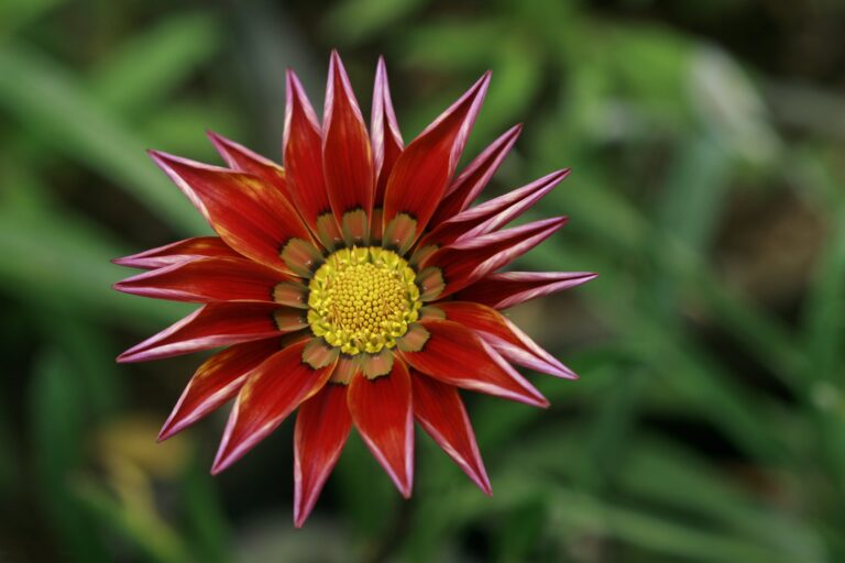 Sempervivum Tectorum Flower in Bloom