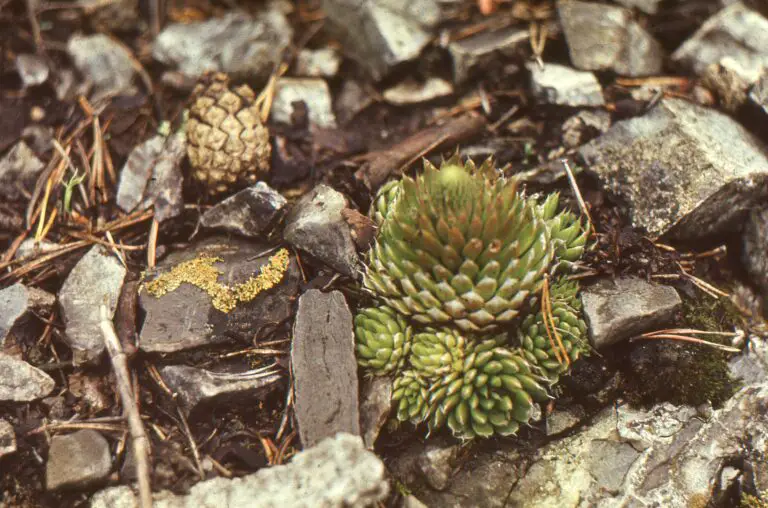 Sempervivum arachnoideum, a velvety green succulent with cobweb-like structures