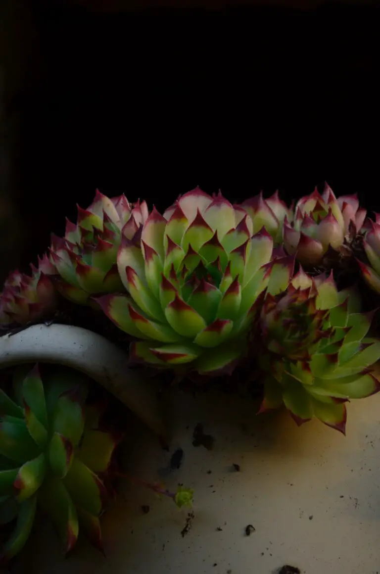 Sempervivum cebenese close-up