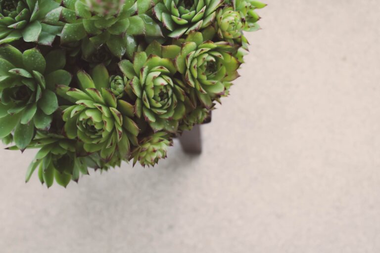 Sempervivum cebenese plants arranged on stool