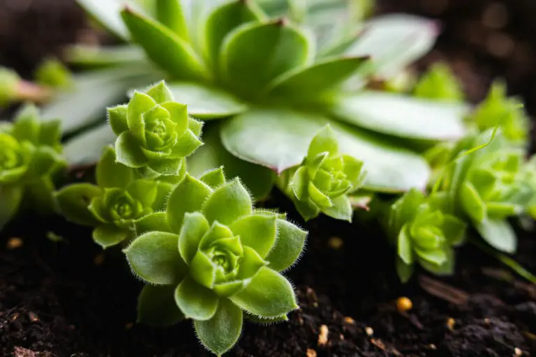 Sempervivum dying, close-up of a succulent plant