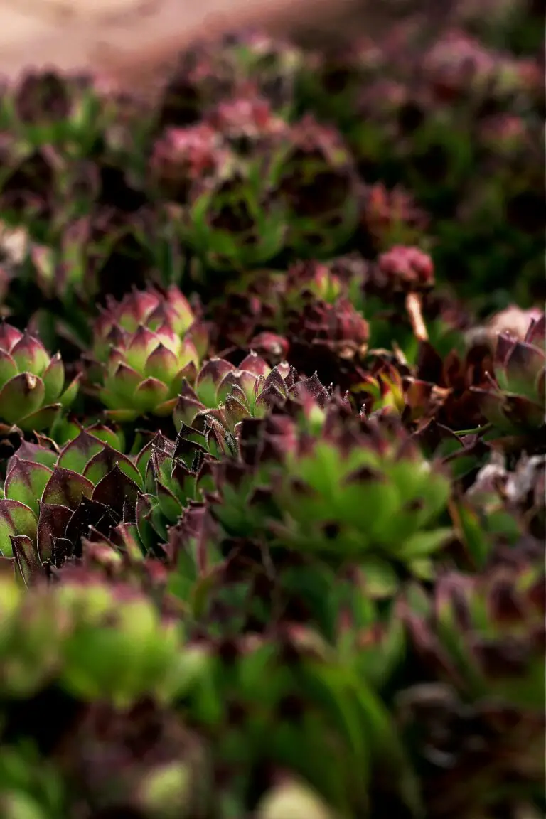 Sempervivum dying due to root rot