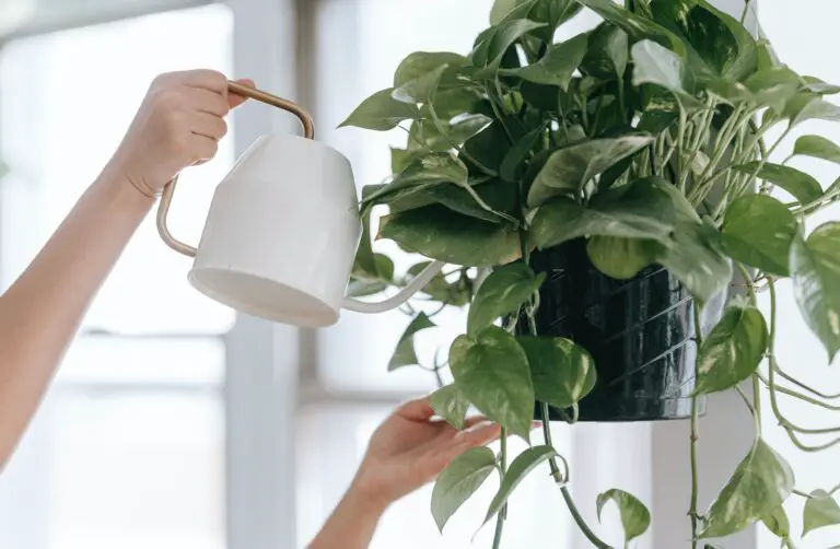 Sempervivum dying prevention with person watering houseplant