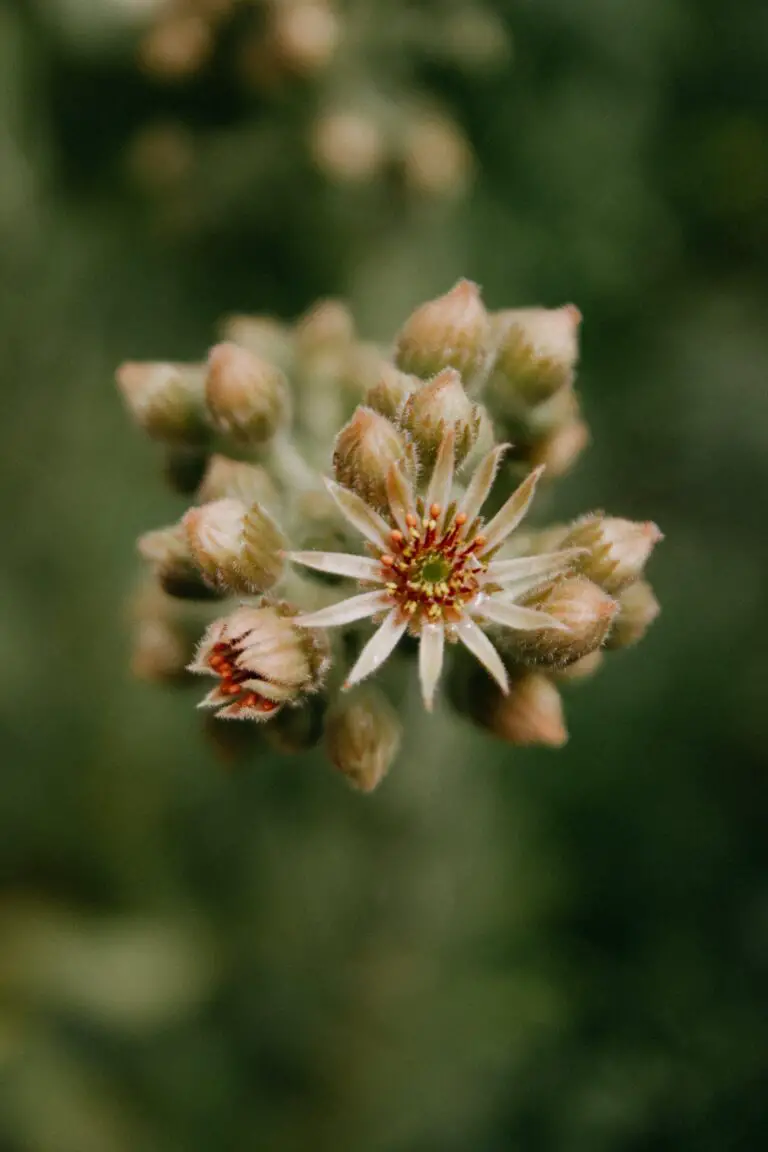 Sempervivum flower in bloom