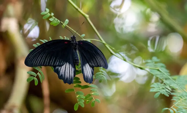 Senecio Angel Wings Plant with Black Butterfly