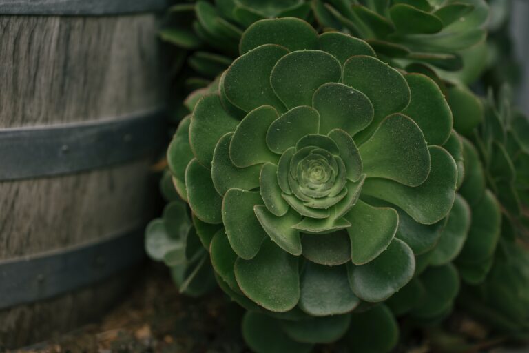 Senecio Haworthii basking in natural light