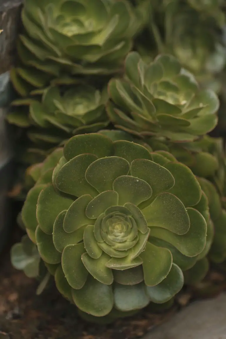 Senecio Haworthii, the Woolly Senecio