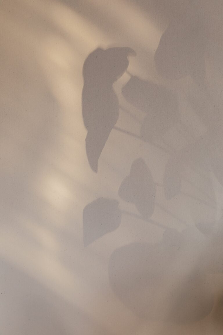 Senecio Mandraliscae leaves shadow on a white wall