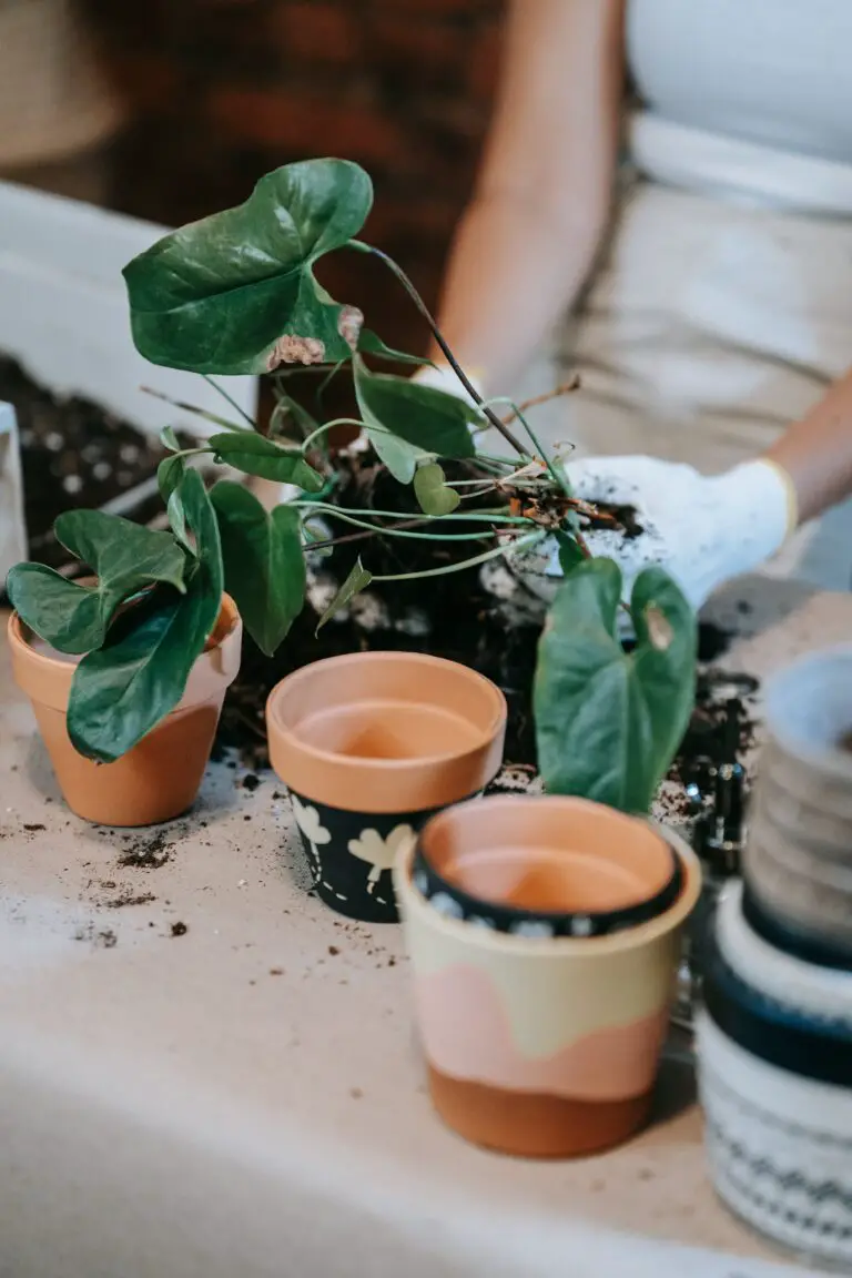 Senecio Rowleyanus potting soil preparation