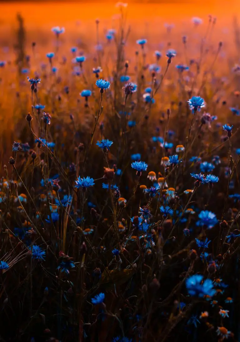 Senecio Serpens Blue Chalksticks in a Tilt Shift Lens Photo