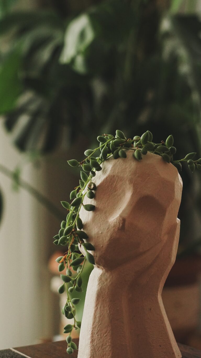 Senecio aureus plant hanging from a clay pot