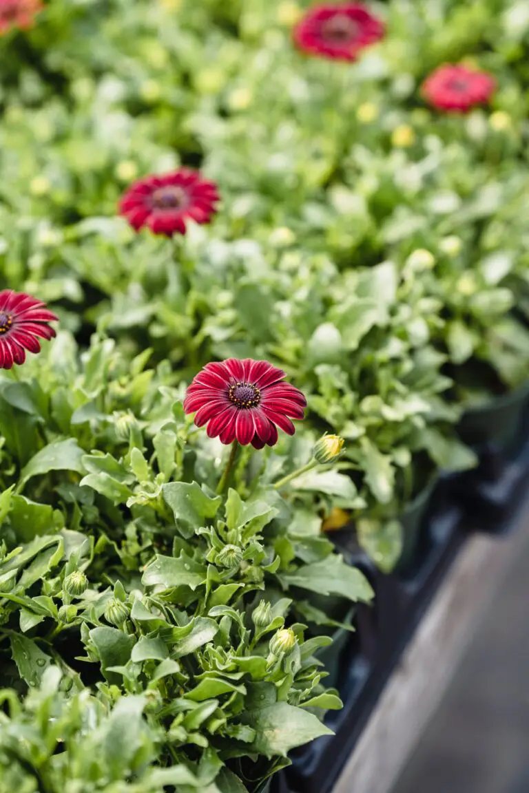 Senecio candicans container garden