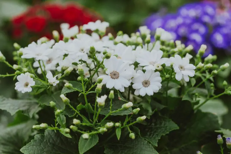 Senecio cineraria, White Cineraria Flowers in Bloom