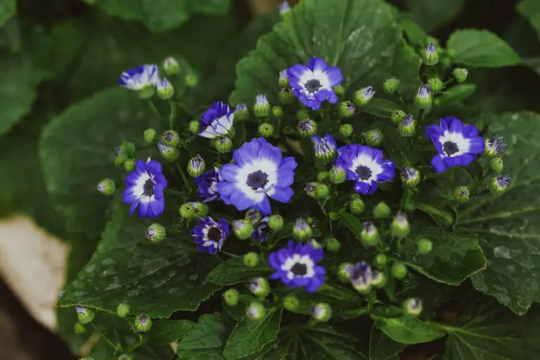 Senecio cineraria aka Silver Dust in a garden setting