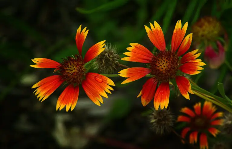 Senecio cineraria in a garden setting