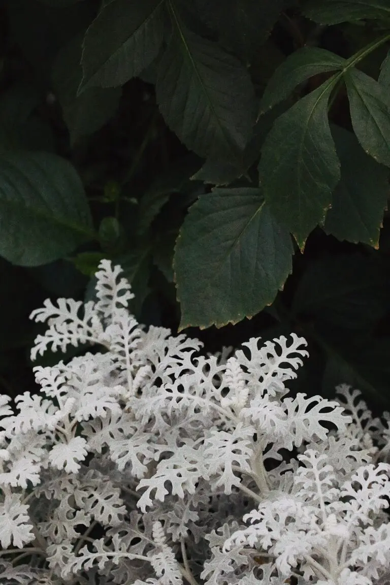 Senecio cineraria propagation techniques showing white plant in close up