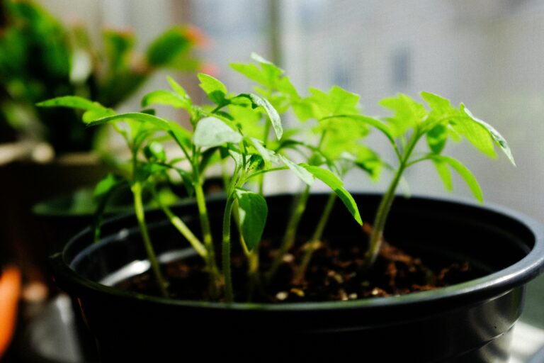 Senecio klee thriving in eco-friendly gardening environment