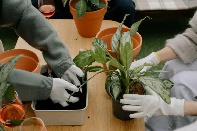 Senecio kleiniiformis planting process