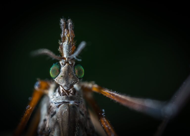 Senecio kleiniiformis with Close-up of Beetle illustrating common pest