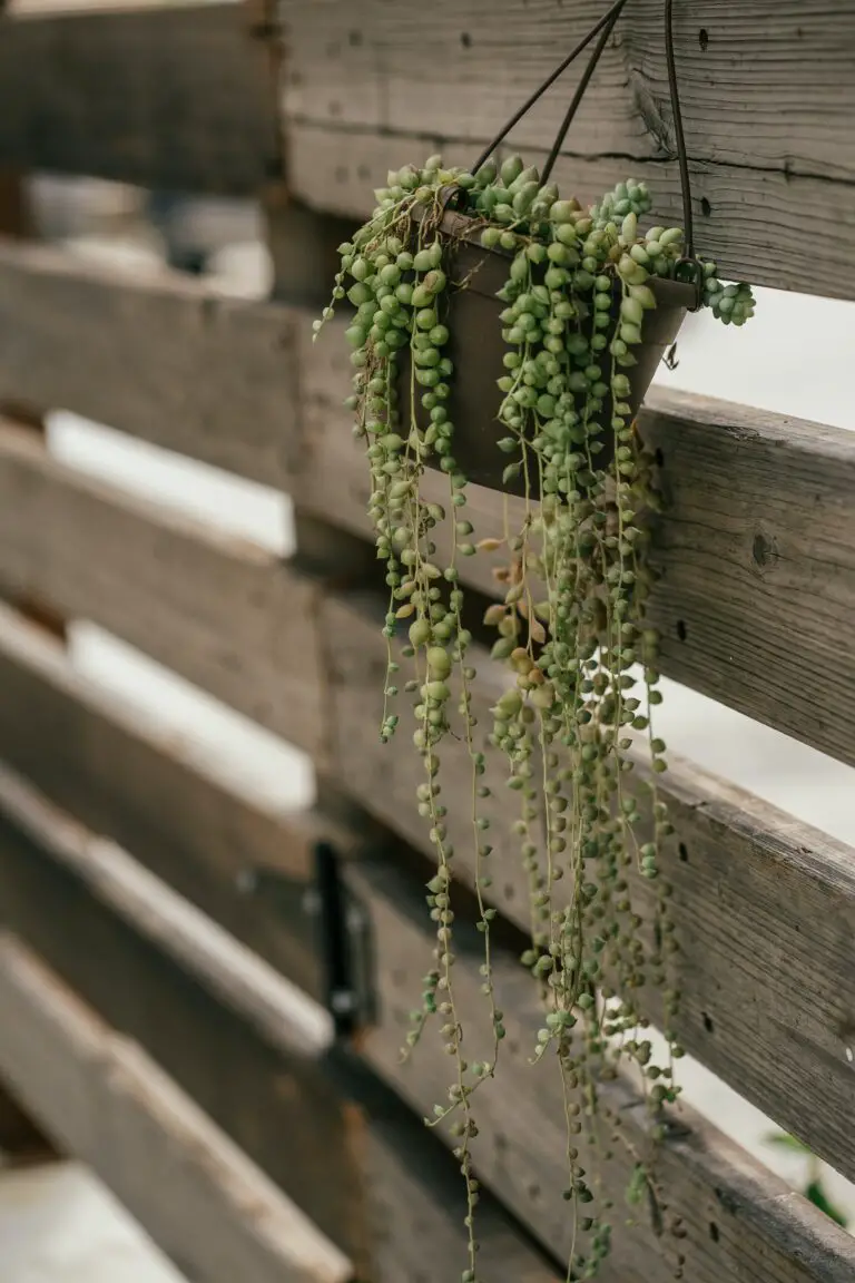 Senecio mikanioides plant in a pot hanging on a wooden fence