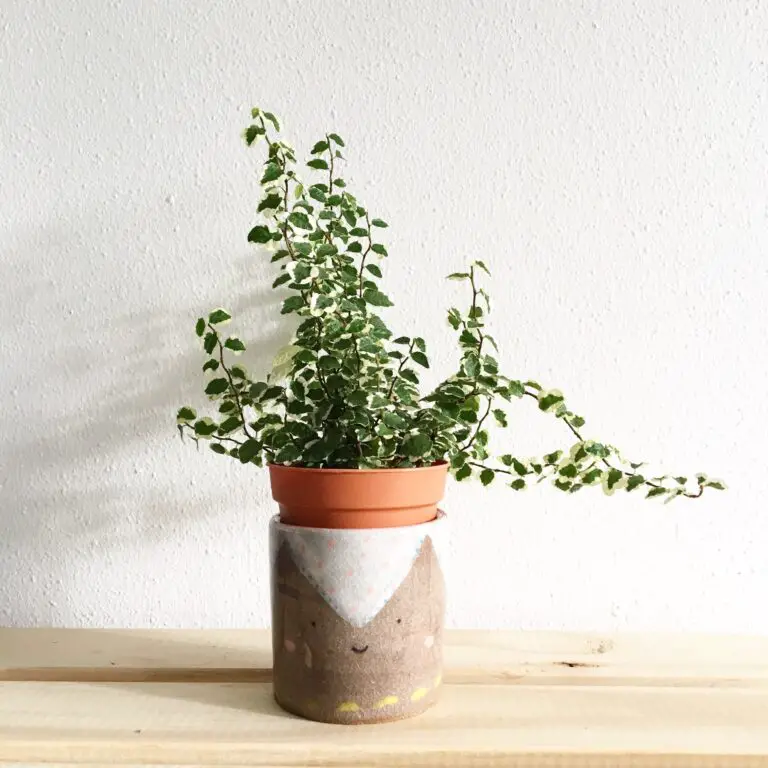 Senecio peregrinus soil with green leafy plant potted on clay pot