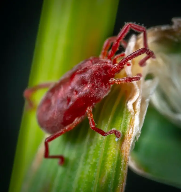 Senecio rowleyanus red insect peston green leaf