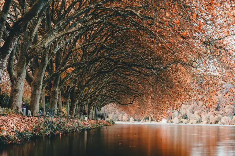 Senecio vitalis in a scenic autumn landscape