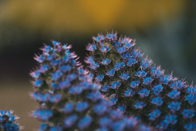 Silver beauty of Senecio Candicans