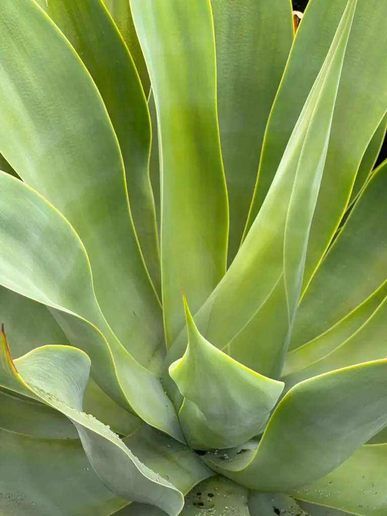 Stunning Agave vilmoriniana or Octopus Agave