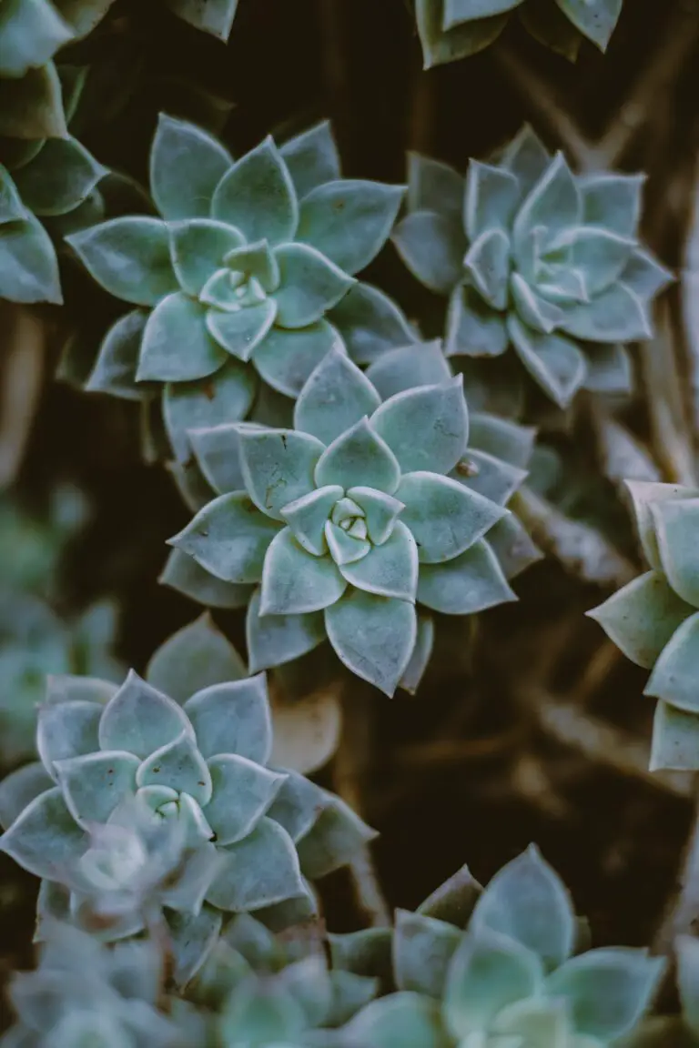 Succulent garden with various Crassula species as companion plants